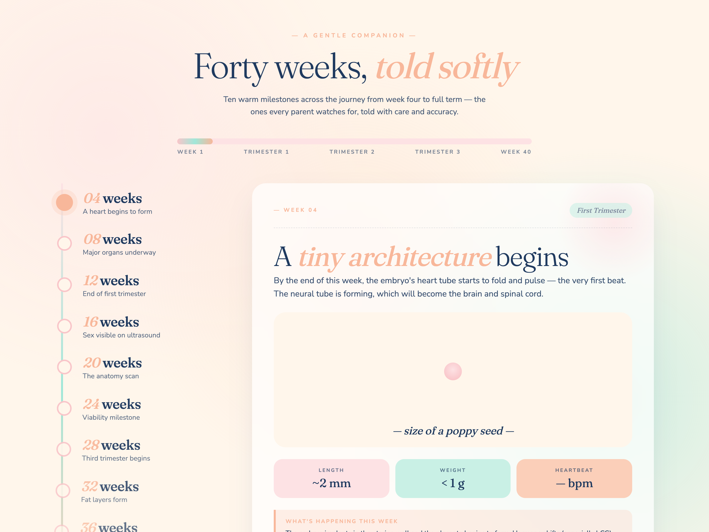Timeline — Week-by-Week Progression Variant preview